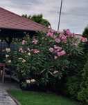 Piękny oleander b.duży