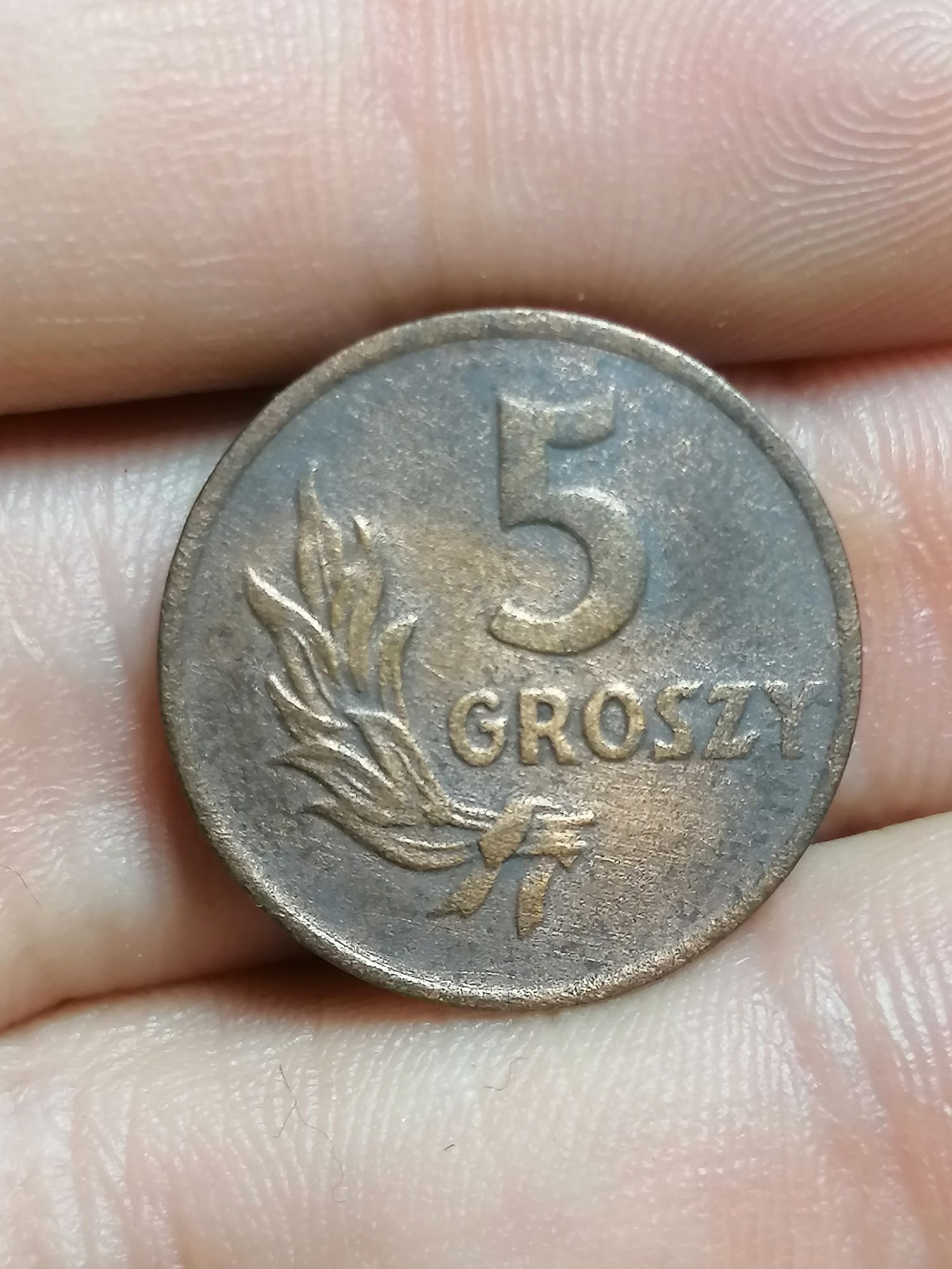 5 groszy 1949 stara polska moneta