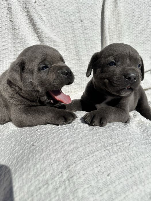 Елітний голубий щенок кане корсо Ельф, 1 місяць