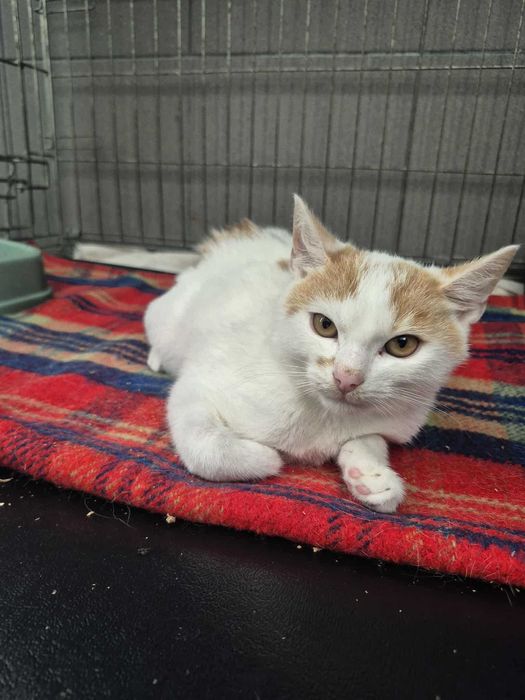 Morty -Kotek szuka domu