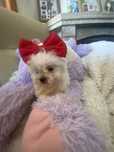 Bichon maltes femea mini