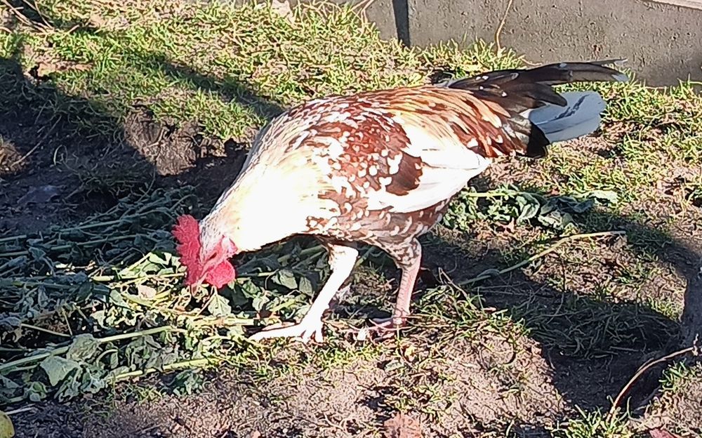 Koguty cwergi karzełek polski