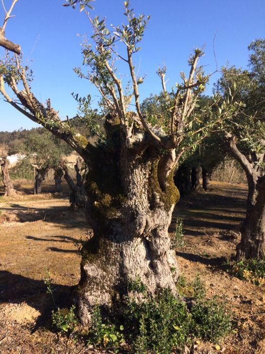 Terra para jardins e oliveiras centenárias