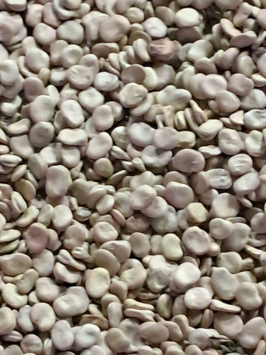 Sprzedam - Bób dragon  (nasiona)