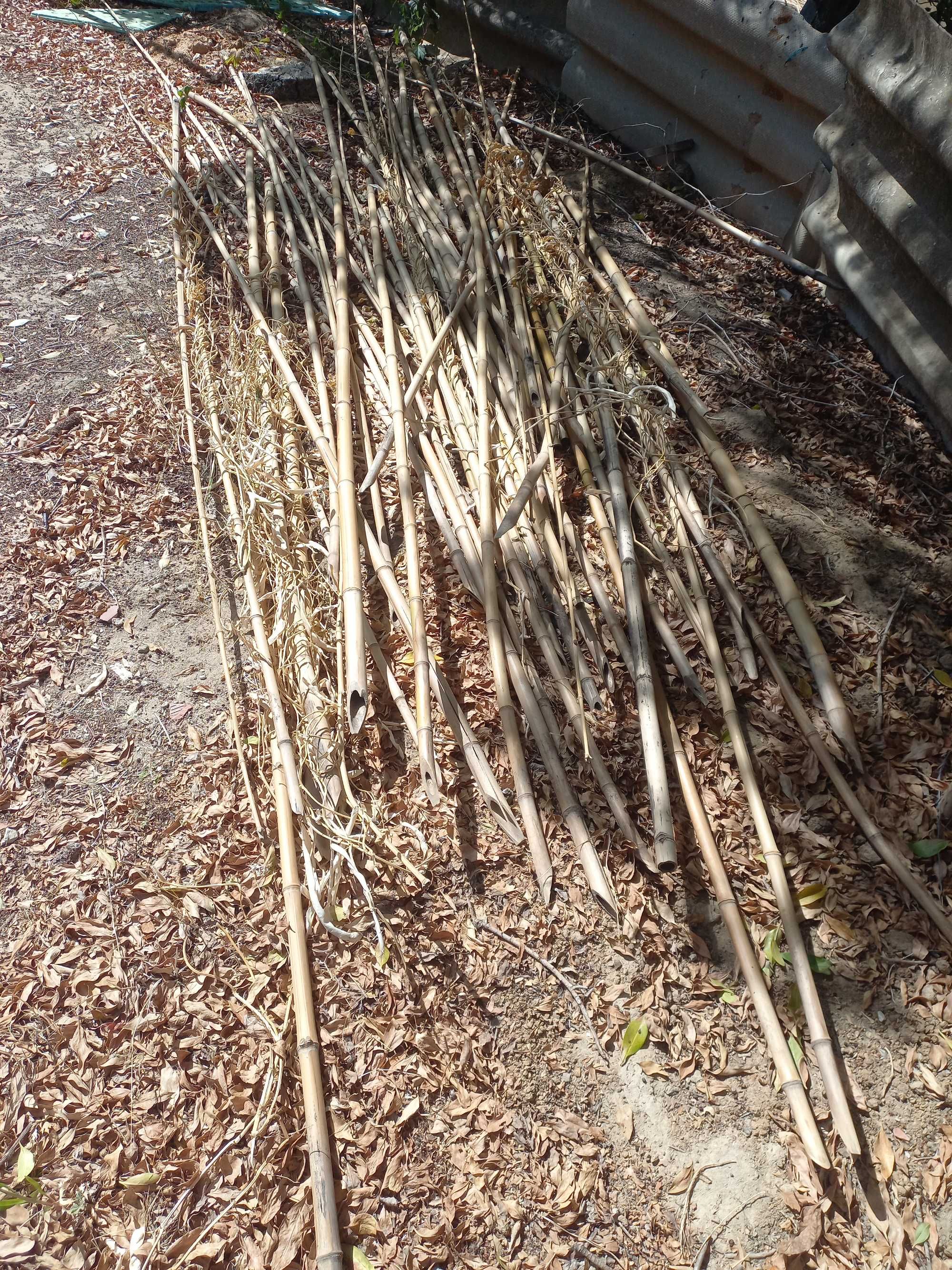 Canas novas efeito bambu