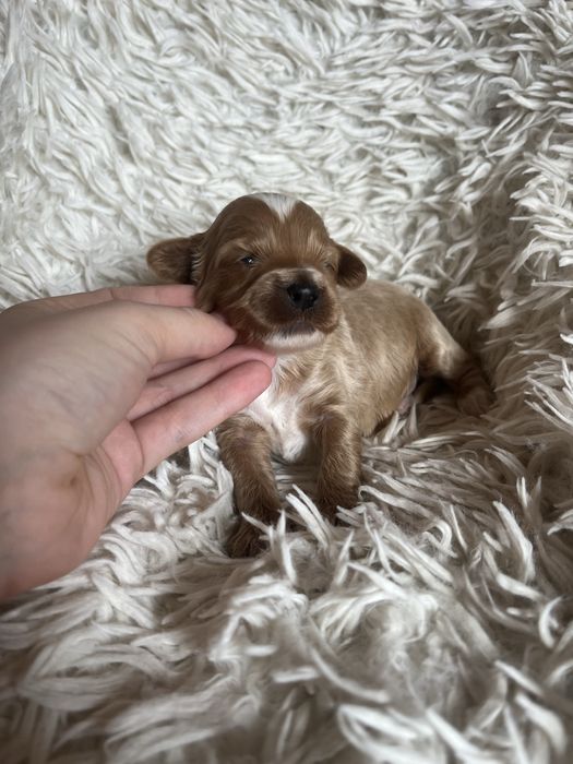 Wyjątkowy piesek cockapoo f1b mama cockapoo tata pudel toy red unikat
