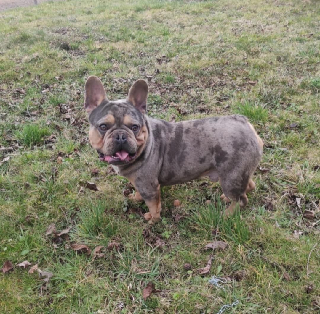 Buldog francuski usługa krycia