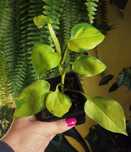 Epipremnum kiwi m