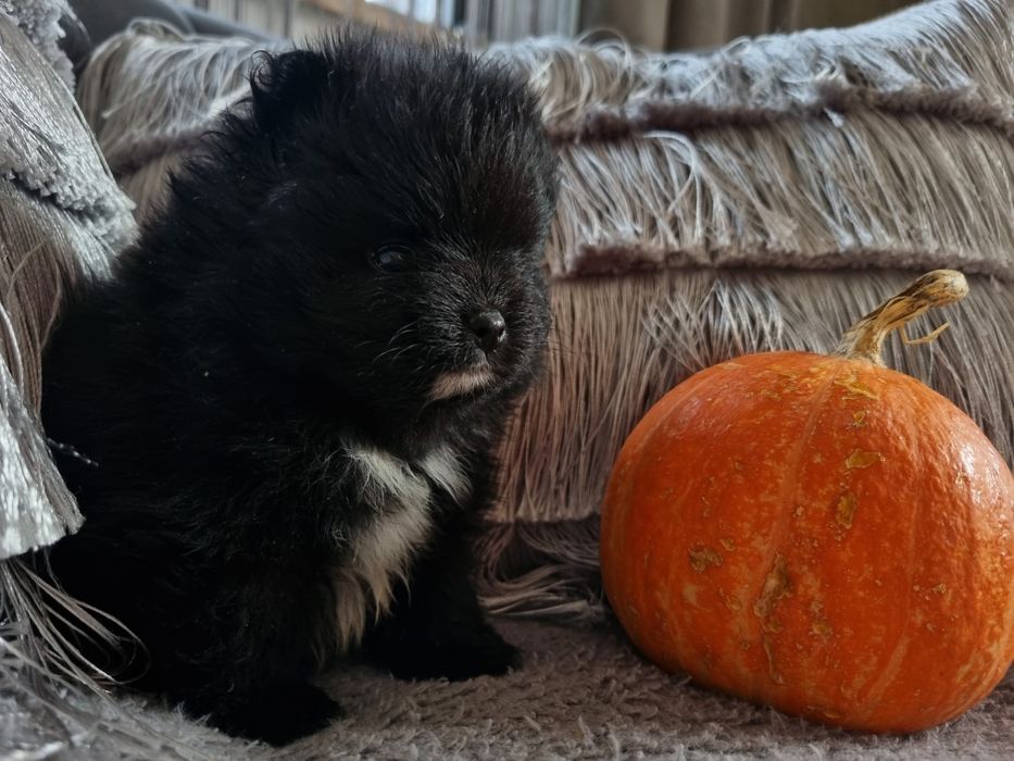Typ misia BLACK pomeranian, Miniaturka, maluszki,  unikatowe LISTOPAD