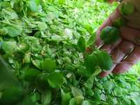Planta aquário Amazon Frogbit