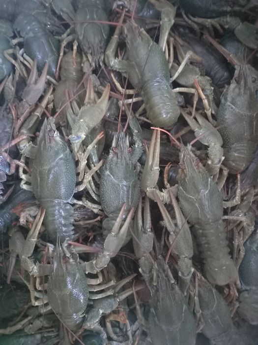 Продам живі раки