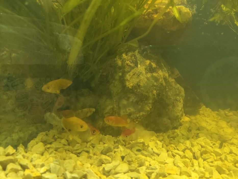 Peixes água fria