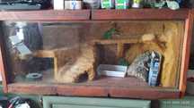 Terrarium Agama Brodata Sosna