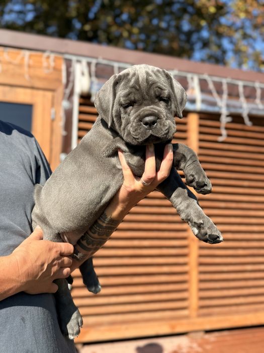 Suczka Cane Corso Italiano Blue