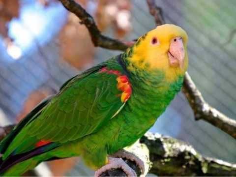 Ручные молоденькие птенцы попугая Амазона