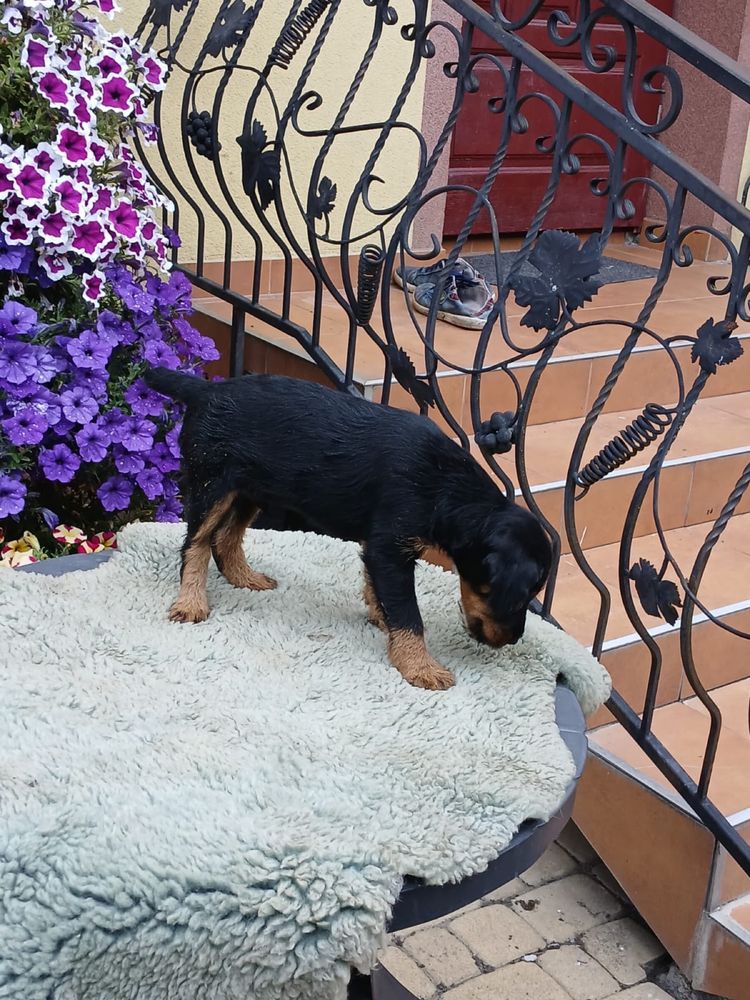 Terrier niemiecki piesek