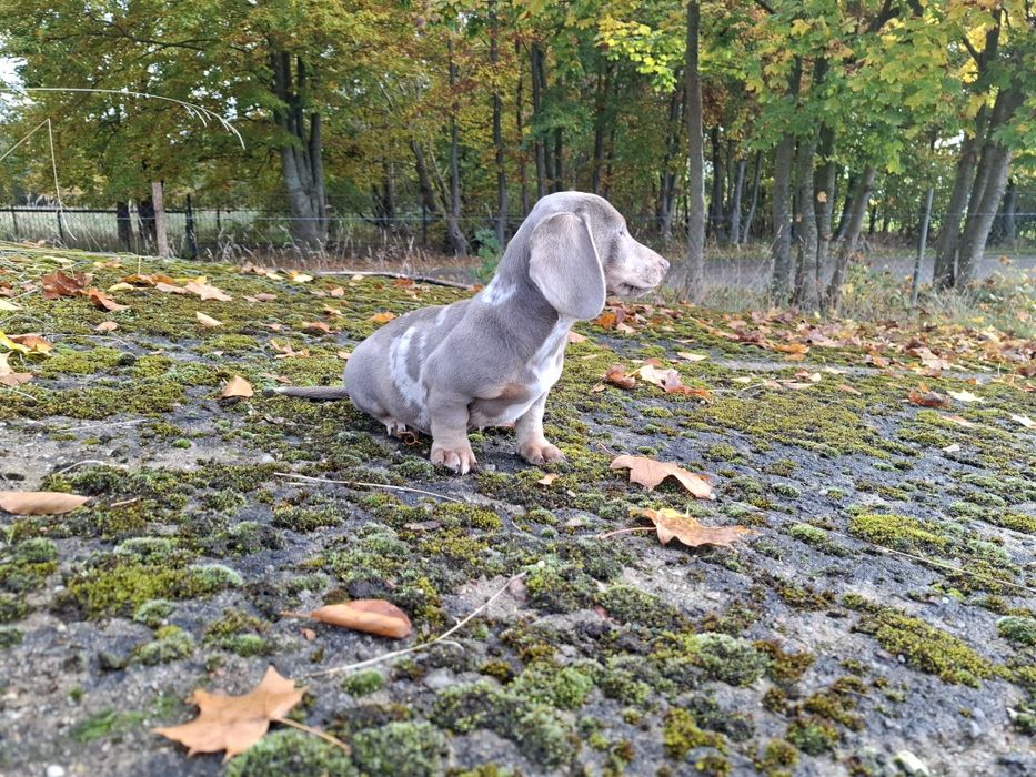 jamnik blue merlle piesek