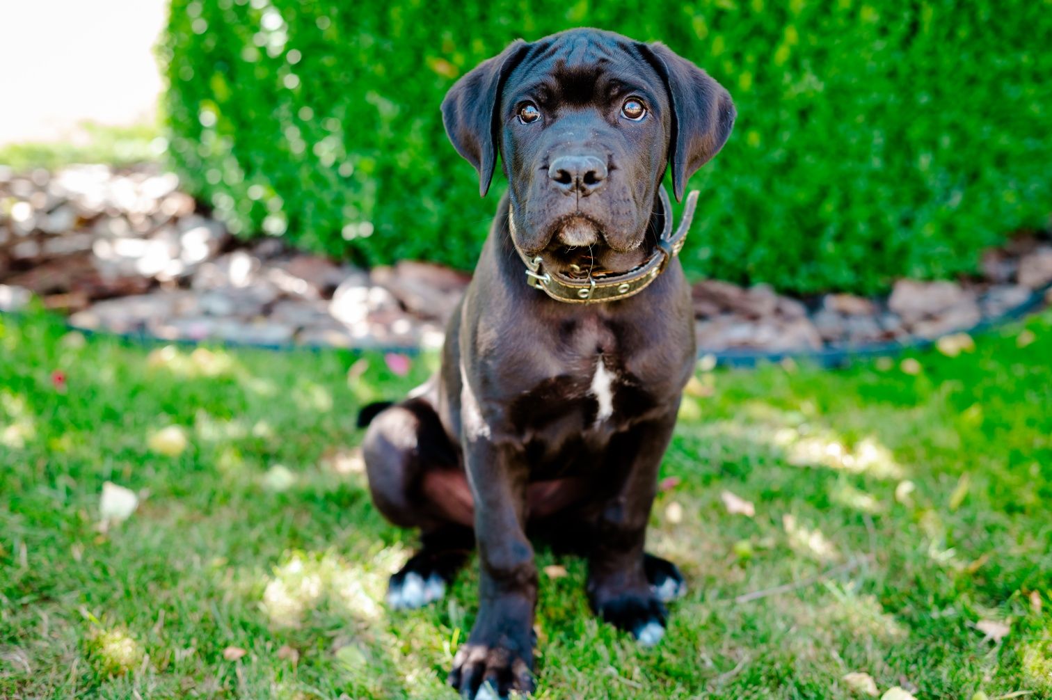 Кане корсо цуценята КСУ щенки Cane corso