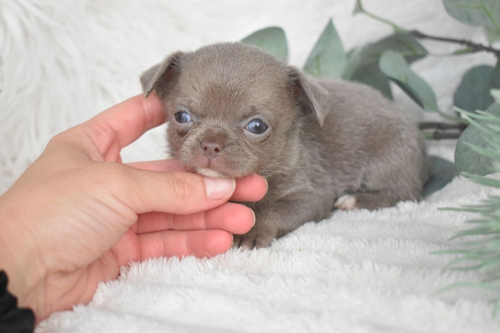 Chihuahua .Cabeça de maçã. Menina  Lilac de olhos azuis.