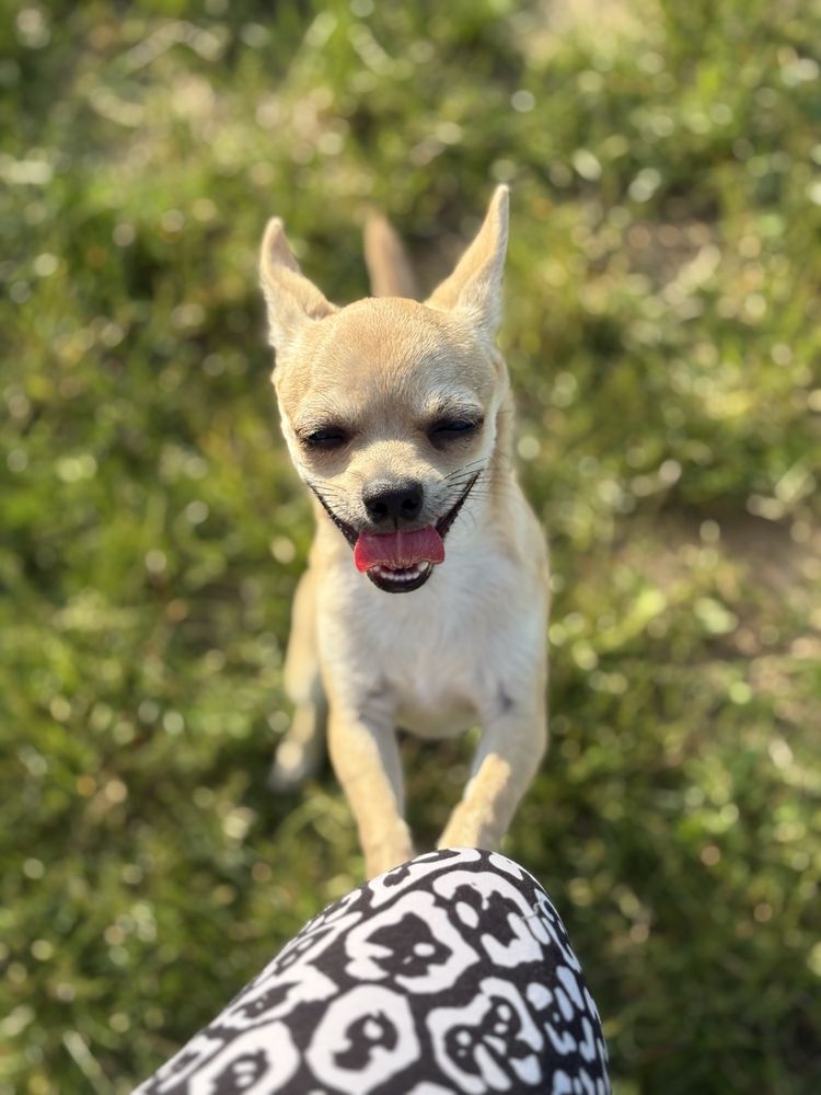 Chłopczyk chihuahua FCI