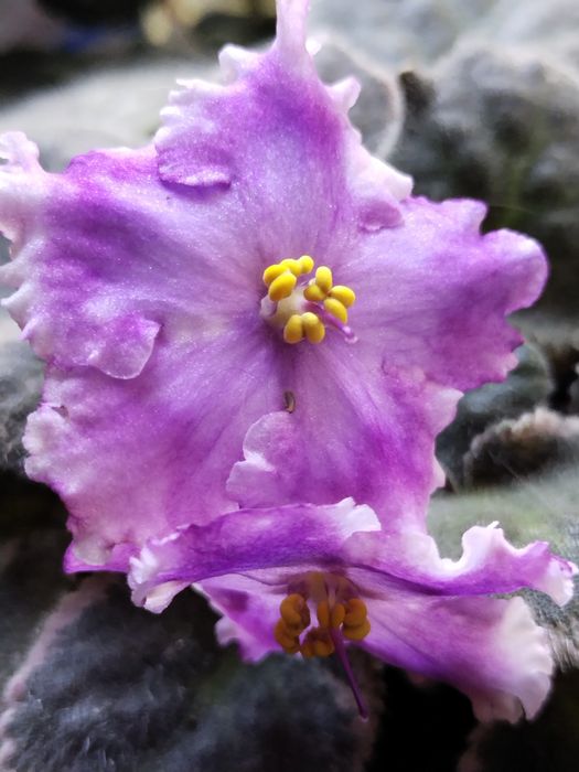 Фіалка кімнатна рослина