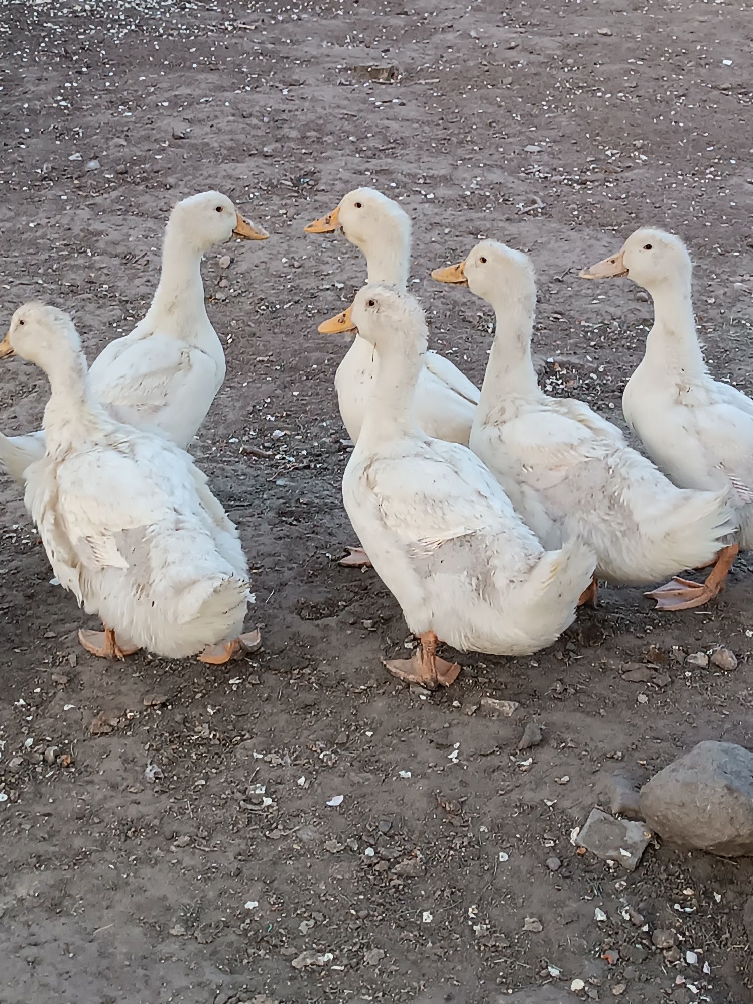 Kaczki Pekin odchowane
