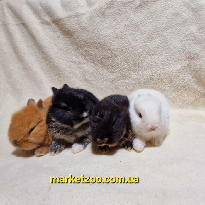 Наймиліші створіння-міні кролики нідерландські!карликовые кролики