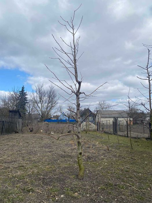 Обрізка плодових дерев, послуги садівника, зріз дерев
