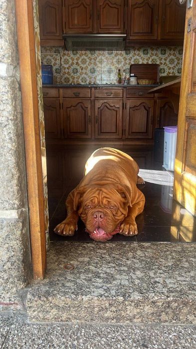 Magnifico Dogue de Bordéus com LOP