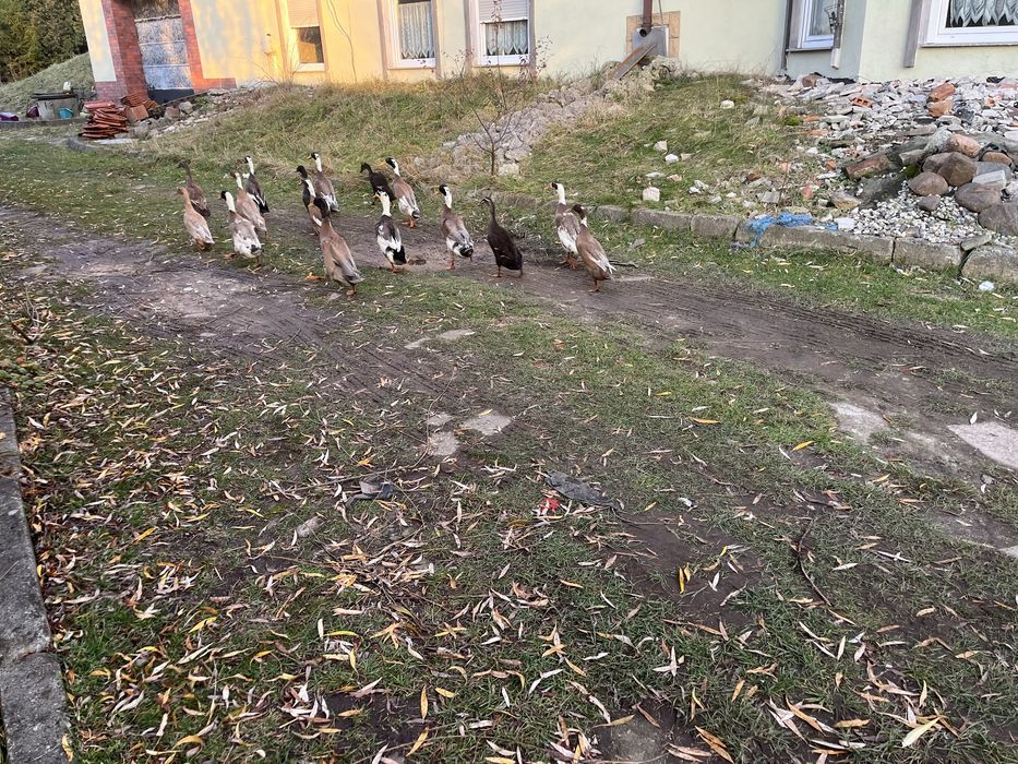 Kaczory biwgusy samce