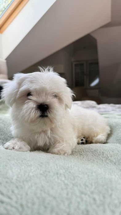 Mini Piesek Maltańczyk z Rodowodem 2kg