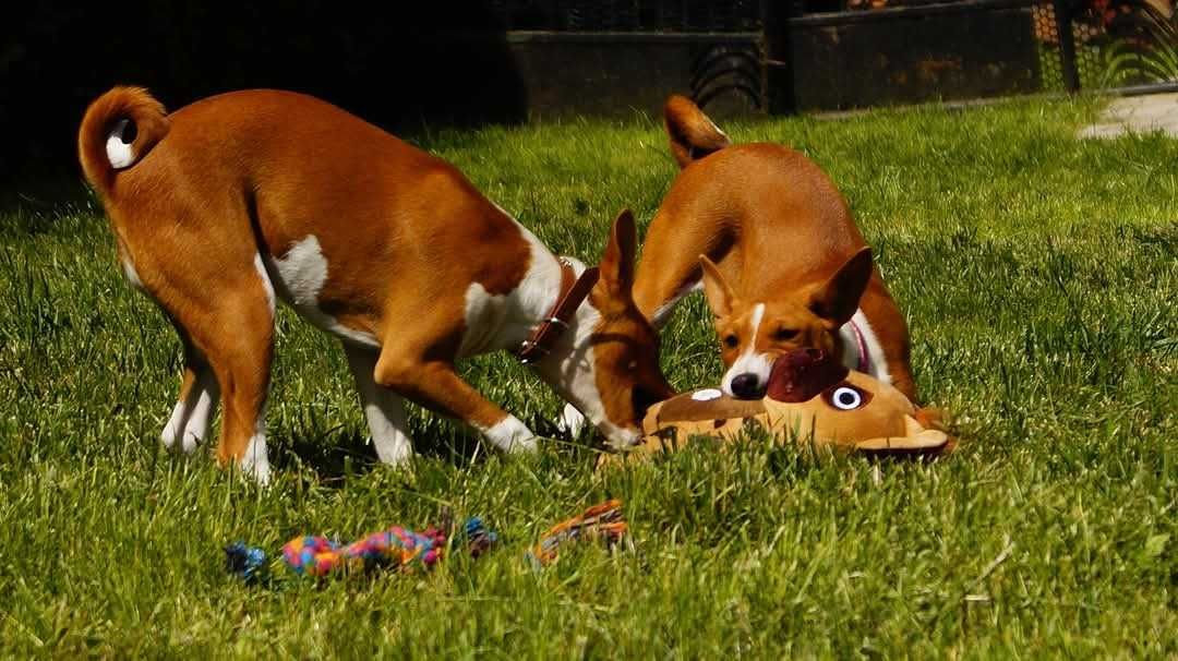 Basenji, rudo biala Sawa, do odbioru zkwp FCI