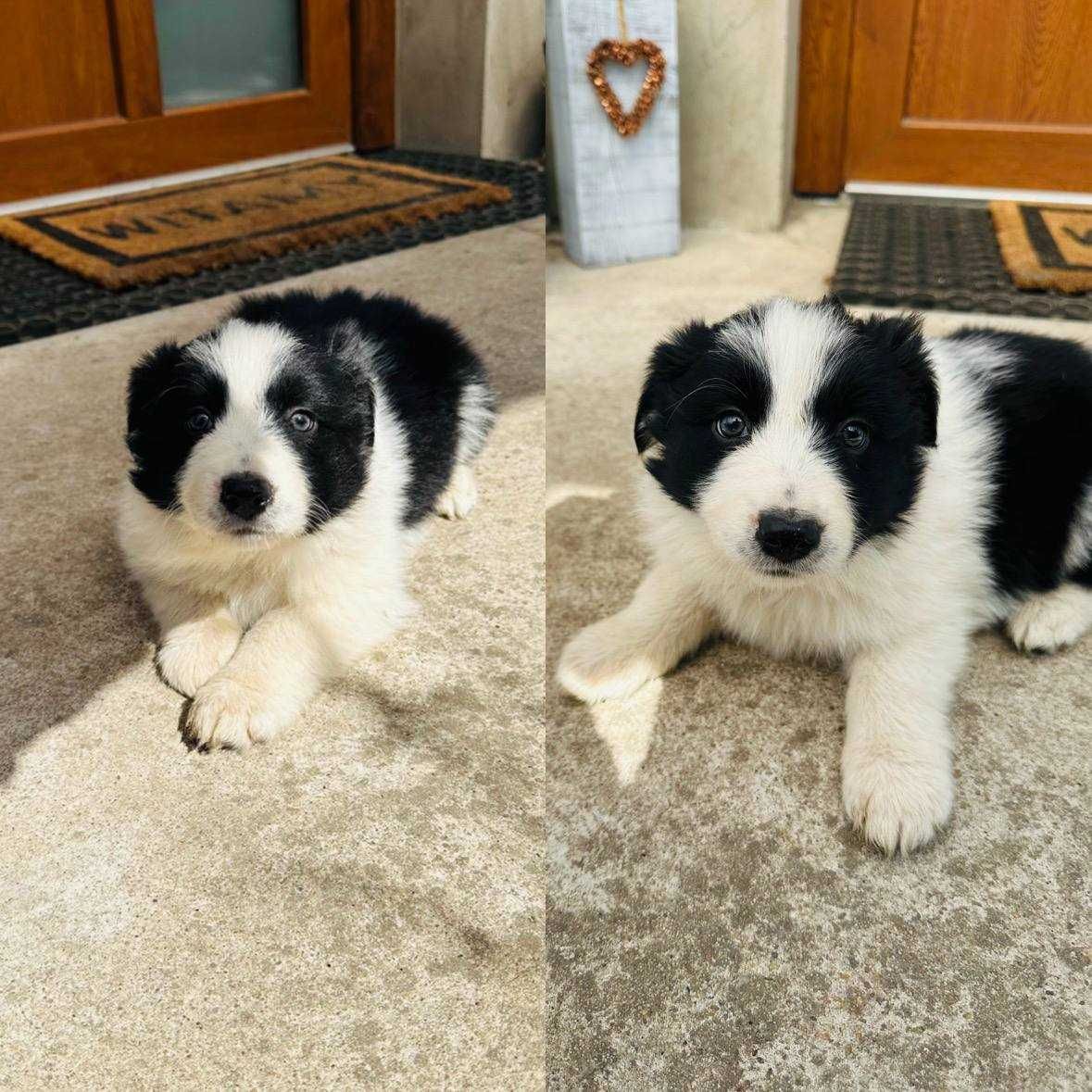 Border Collie szczeniak gotowy do nowego domku