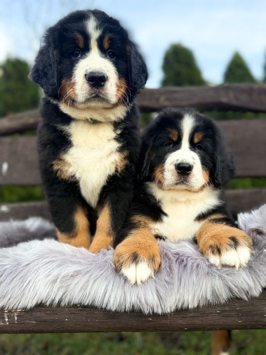 Berneński Pies Pasterski - Szczenie do Odbioru