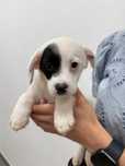 Ozi - 2 miesięczny, biało - czarny szczeniak do adopcji!