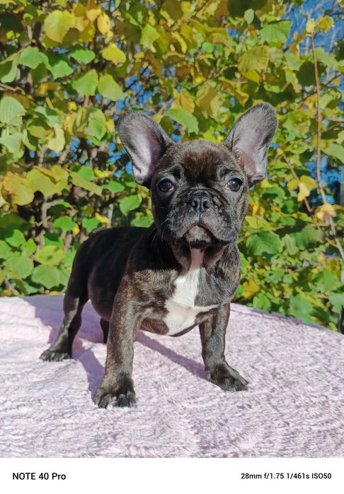 Buldog francuski marengo