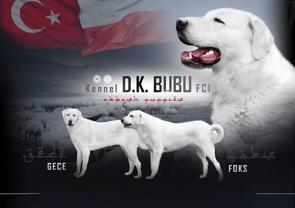 Tureckie psy pasterskie Akbash Kangal mamy szczenięta ZKWP FCI