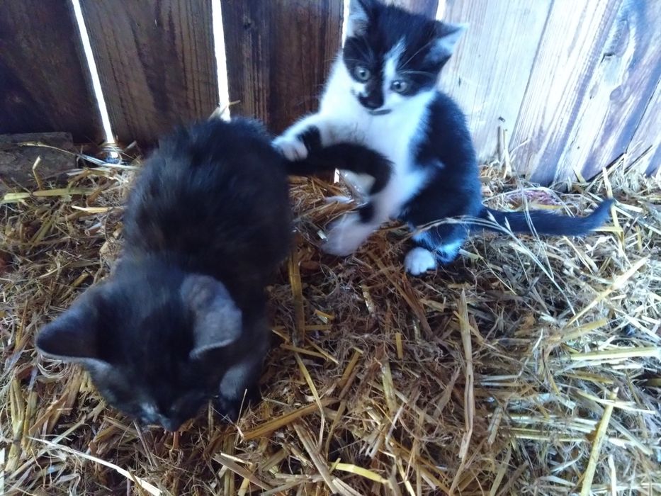 oddam małe kotki po kotce syjamskiej