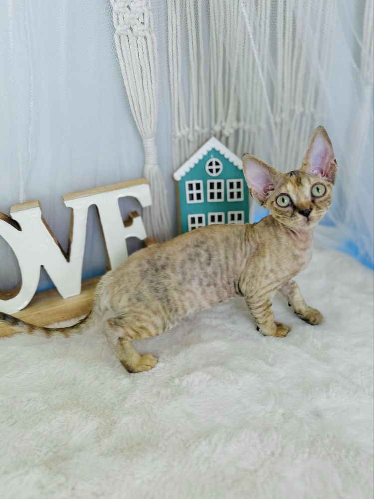 Kotka Poliwia Devon rex Wcf