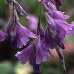 Dierama NIXONIANUM, Anielska wędka