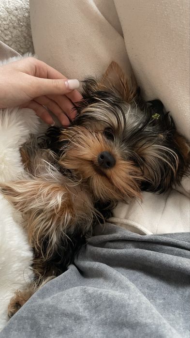 Чистопородні дівчата йоркширського терєра