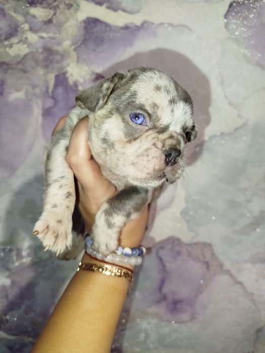 Два хлопчики французький бульдог