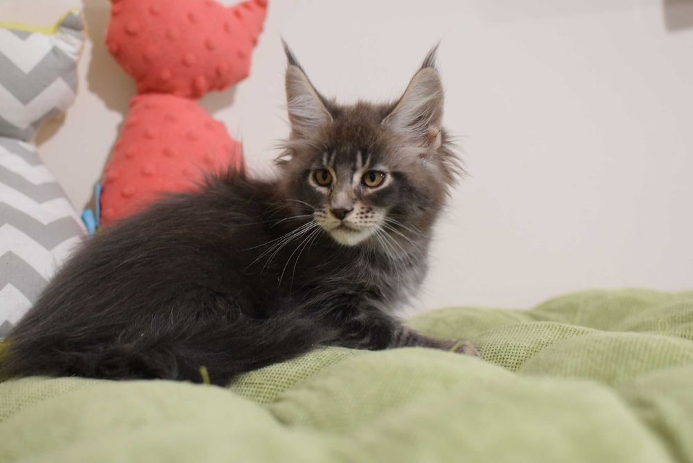 Мейн-кун кошенята від батька чемпіона України