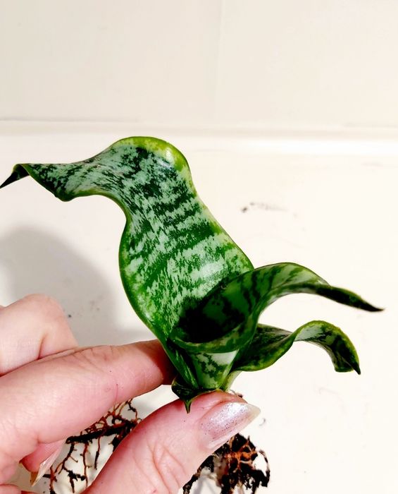 Сансевиерия Sister Twisted