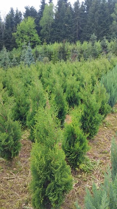Thuje, Tuje, Tuja Kolumna, Thuja Columna,wysokości od 130cm, kopana
