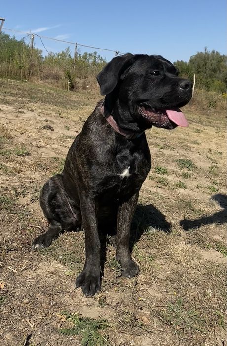Кане Корсо , Cane corso italiano