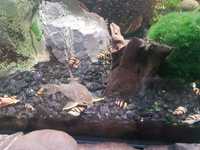 Ślimaki Helenki pogromcy innych ślimaków