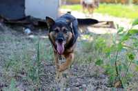 Nazir – pies w typie owczarka niemieckiego do adopcji