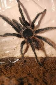 Pająk Lasiodora ptasznik olbrzymi samiec