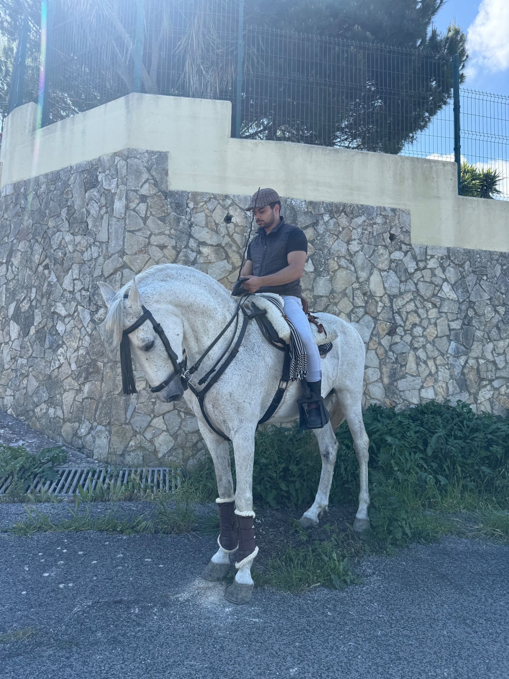 Vendo cavalo russo